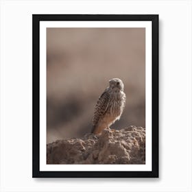 Dry Desert Kestrel Art Print