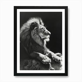 Barbary Lion Charcoal Drawing Resting In The Sun 2 Art Print