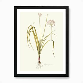 Allium Art Print