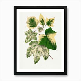 Vintage Botanical Art Print _2643236 Art Print