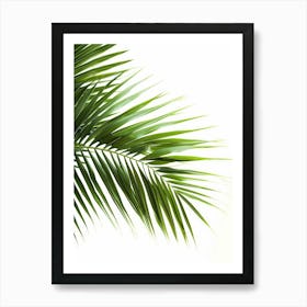 Palm Leaf Isolated On White Background Art Print