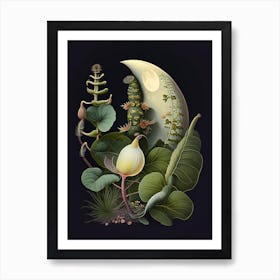 Moon Snail  Botanical Art Print