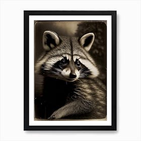 Common Raccoon Portrait Vintage Photography Art Print