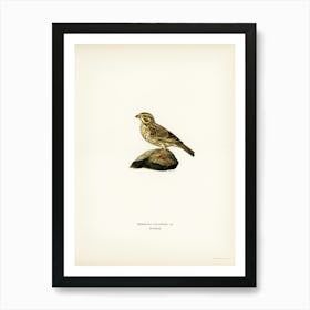 Corn Bunting, The Von Wright Brothers Art Print