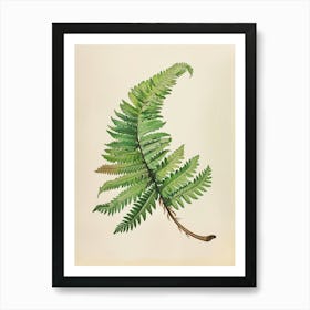 Vintage Illustration Sensitive Fern 2 Art Print