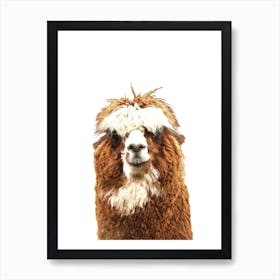 Alpaca Art Print