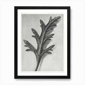 Rose Mock Vervai (1928), Karl Blossfeldt Art Print