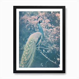 Vintage Peacock In A Tree Cyanotype Inspired Turquoise Art Print