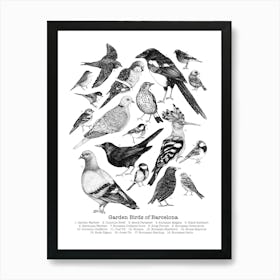 Garden Birds Of Barcelona In Black And White Ink Art Print