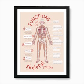 Functions Of The Skeletal System Art Print