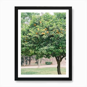 Orange Tree In The Park //  Valencia, Spain, Travel Photography Art Print