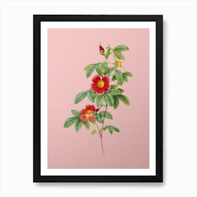 Vintage Single May Rose Botanical on Soft Pink n.0265 Art Print