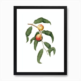 Vintage Peach Botanical Illustration on Pure White n.0744 Art Print