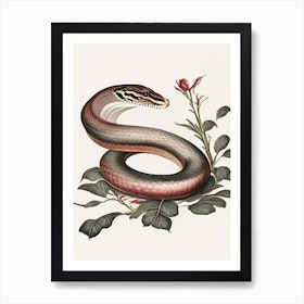 Illustration of a Boa Snake Snake Poster Snake Print Decor Top Snakes  Pictures Gallery for All Poster Reptile Snake Theme Snake Wall Art Vintage  Illustration Cool Wall Decor Art Print Poster 12x18 