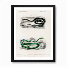 Grass Snake And The Green Vine Snake, Charles Dessalines D' Orbigny Art Print