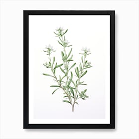 Wingter Savory Vintage Botanical Herbs 0 Art Print