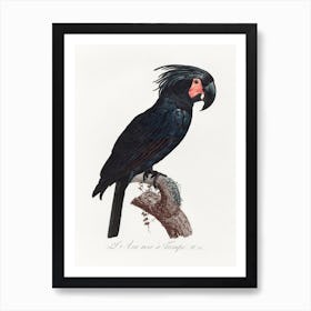 The Palm Cockatoo From Natural History Of Parrots, Francois Levaillant Art Print