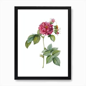 Vintage Pink Francfort Rose Botanical Illustration on Pure White n.0538 Art Print
