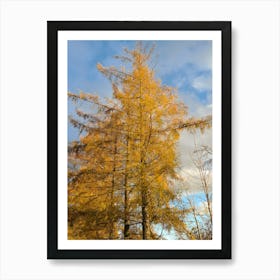 Autumn Trees 1 Art Print