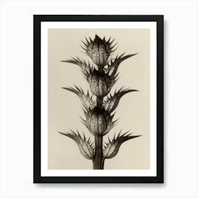 Acanthus Mollis, Karl Blossfeldt Art Print