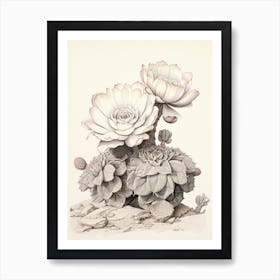 Vintage Cactus Illustration Acanthocalycium Cactus B&W Art Print