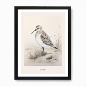 Vintage Bird Drawing Dunlin 1 Poster Art Print