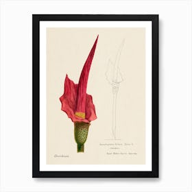 Voodoo Lily, Familie Der Cacteen Art Print