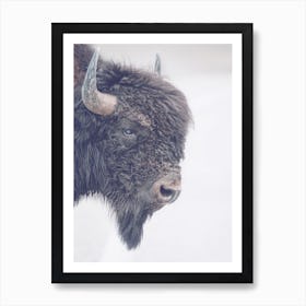 Bison Horns Art Print