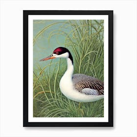 Grebe Haeckel Style Vintage Illustration Bird Art Print