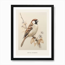 Vintage Bird Drawing House Sparrow 1 Poster Art Print