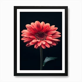 Red Gerbera Flower Art Print