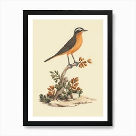 Ruppell S Robin Chat, Luigi Balugani Art Print