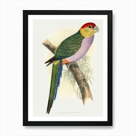 Parrot 28 Art Print