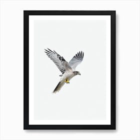 Hawk B&W Pencil Drawing 2 Bird Art Print