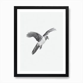 California Condor B&W Pencil Drawing 2 Bird Art Print