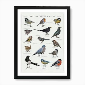 Garden Birds Illustration - Bird Wildlife Art Print Art Print
