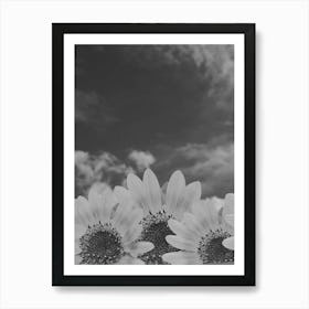 Sunflowers In Black And White Art Print