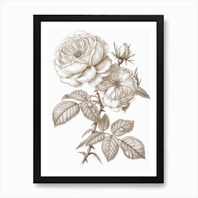 Rose With Dewdrops Line Drawing 2 Art Print