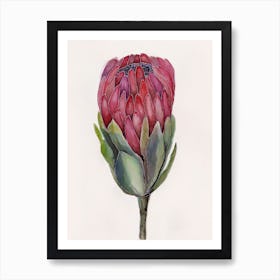 Watercolor painting of protea flower Art Print