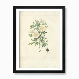 Rose Illustration, Pierre Joseph Redoute (4) Art Print