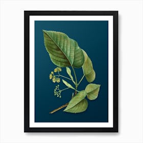 Vintage Linden Tree Branch Botanical Art on Teal Blue n.0353 Art Print