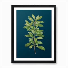 Vintage Firetree Branch Plant Botanical Art on Teal Blue n.0508 Art Print