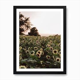 Sunflower Fields Art Print
