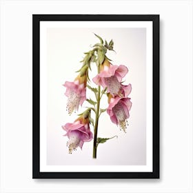 Pressed Wildflower Botanical Art Foxglove Art Print