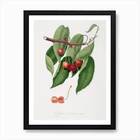 Cherry (Cerasus Cordiformis Duracina) From Pomona Italiana (1817 - 1839), Giorgio Gallesio Art Print