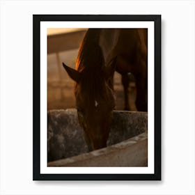 Drinking horse - Al Wathba Abu Dhabi UAE photo print - moody animal photography art Art Print