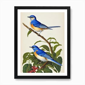 Bluebird James Audubon Vintage Style Bird Art Print