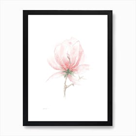 Magnolia C Art Print