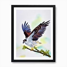 Osprey Watercolour Bird Art Print