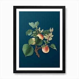 Vintage Apricot Botanical Art on Teal Blue Art Print